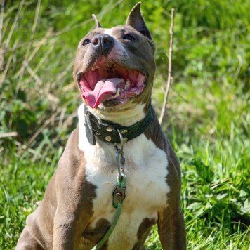 Собаки в добрые руки - Марфик - 3