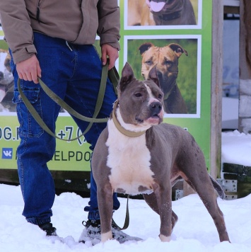 Собаки в добрые руки - Марфик - 4