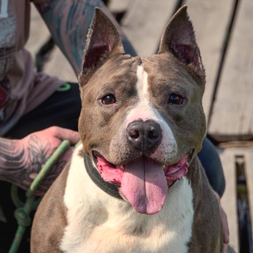 Собаки в добрые руки - Марфик - 4