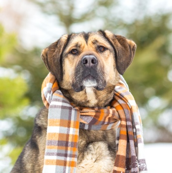 Собаки в добрые руки - Чара
