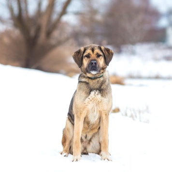 Собаки в добрые руки - Чара - 1