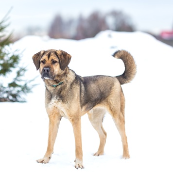 Собаки в добрые руки - Чара - 2