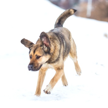 Собаки в добрые руки - Чара - 3