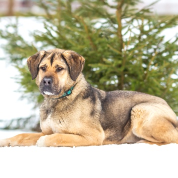 Собаки в добрые руки - Чара - 4