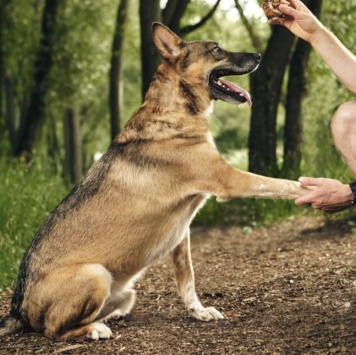 Собаки в добрые руки - Пунш - 3