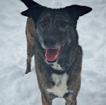 Собаки в добрые руки - Дэйф - 2