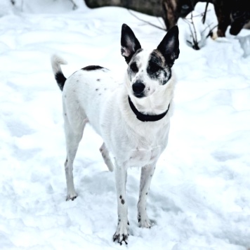 Собаки в добрые руки - Бэль - 1