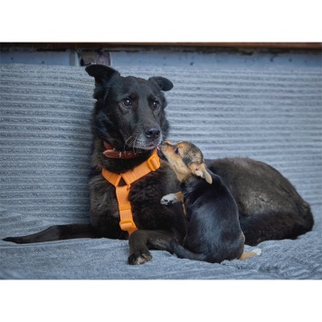 Собаки в добрые руки - Блэк