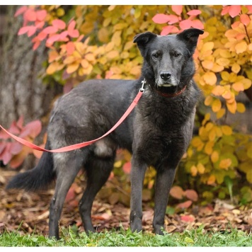 Собаки в добрые руки - Блэк - 2