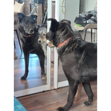 Собаки в добрые руки - Блэк - 3