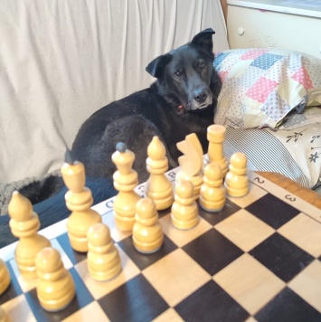 Собаки в добрые руки - Блэк - 4