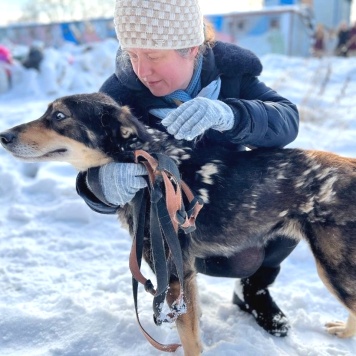 Собаки в добрые руки - ЛУна - 3