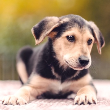 Собаки в добрые руки - Смокки - 1