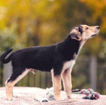 Собаки в добрые руки - Смокки - 2