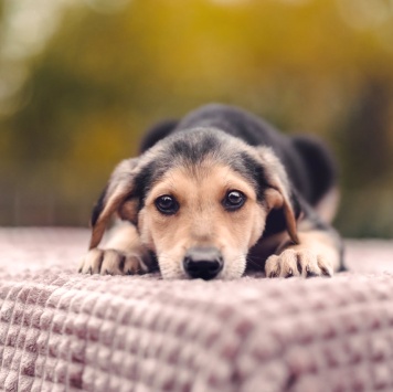 Собаки в добрые руки - Смокки - 4