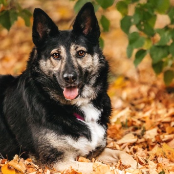 Собаки в добрые руки - Макена