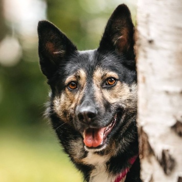 Собаки в добрые руки - Макена - 1