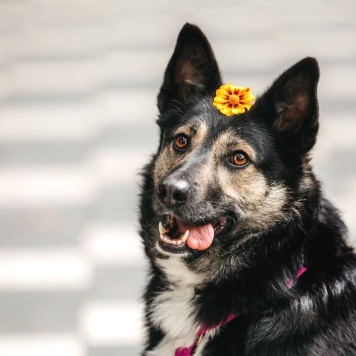 Собаки в добрые руки - Макена - 2