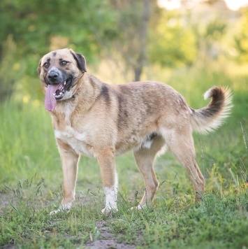 Собаки в добрые руки - Барни - 1