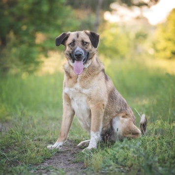 Собаки в добрые руки - Барни - 4