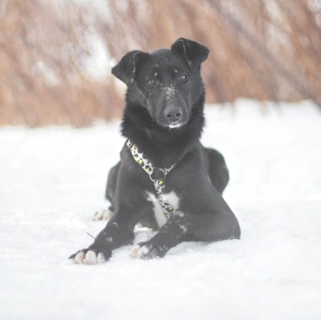 Зельда - Собаки в добрые руки