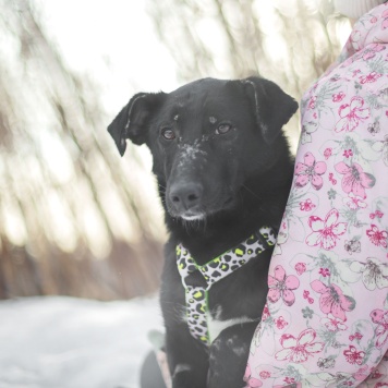 Собаки в добрые руки - Зельда - 1