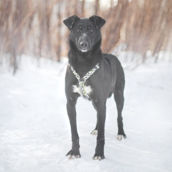 Собаки в добрые руки - Зельда - 2