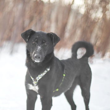 Собаки в добрые руки - Зельда - 3