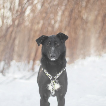 Собаки в добрые руки - Зельда - 4