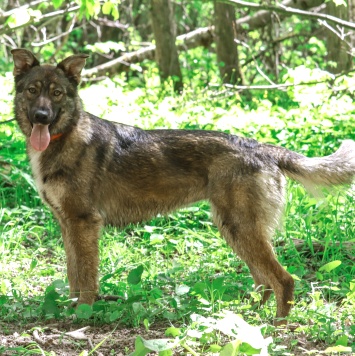 Собаки в добрые руки - Рея - 3