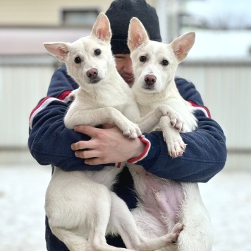 Ючи и Миюки - Собаки в добрые руки