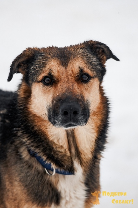 Бинго собака порода. Бинго собачка песенка. Дружные мопсы (puppy dog pals). Бинго фильм. There was a farmer who had a dog and bingo was his name-o.