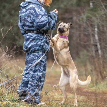 Собаки в добрые руки - Халва - 3