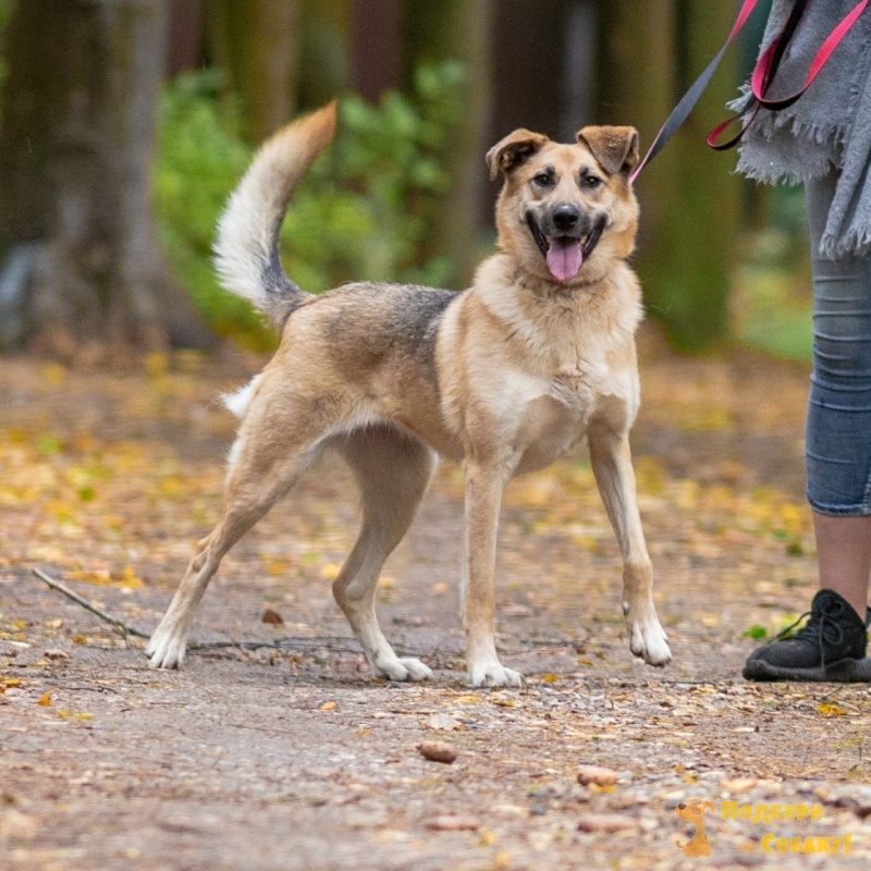 Предложение со словом собака. Фразеологизмы про собаку. Пес предложение. Сказка про собаку. Предложение с словарным словом собака.