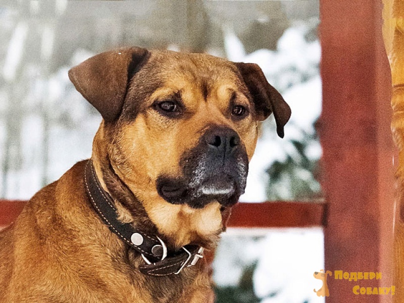 щенки в добрые руки приют. приют для бездомных собак в томске. маленькие щенята приюте. щенки в добрые руки приют. щенки в добрые руки приют.