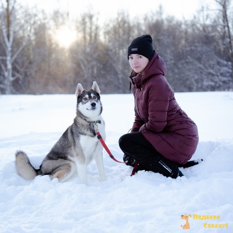 маламут. хаски младенец. щенок хаски и малыш. маламут. хаски мультяшка.