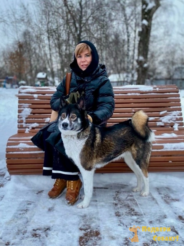 Голден ретривер американского типа. Люди и животные. Золотистый ретривер собака поводырь. Животные имеют право на жизнь. Осуждающая собака.