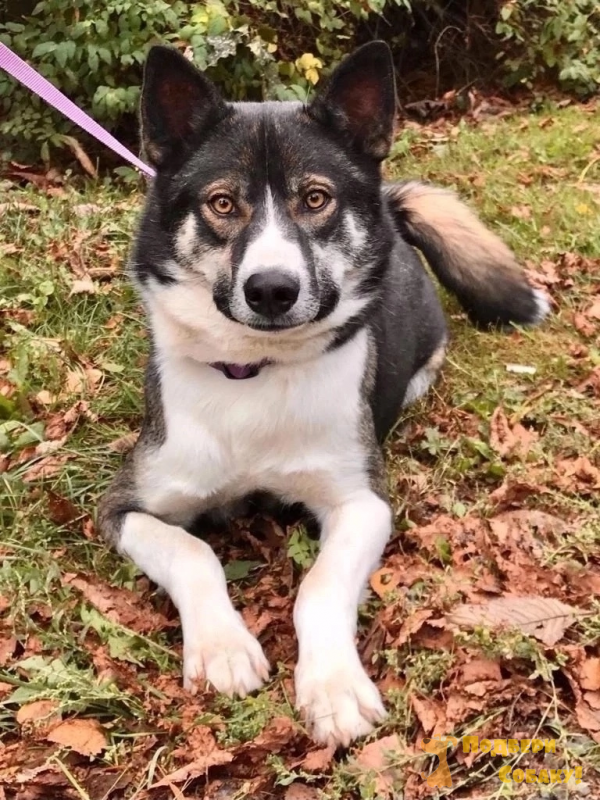 Щенок в добрые руки ярославль. Панов любитель собак. Собаки ярославль. Собаки ярославль. Заводчики собак в ярославле.