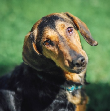 Собаки в добрые руки - Кэтти