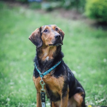 Собаки в добрые руки - Кэтти - 1