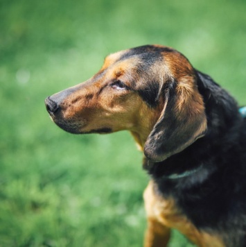 Собаки в добрые руки - Кэтти - 2