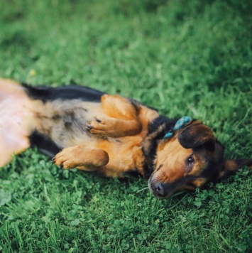 Собаки в добрые руки - Кэтти - 3