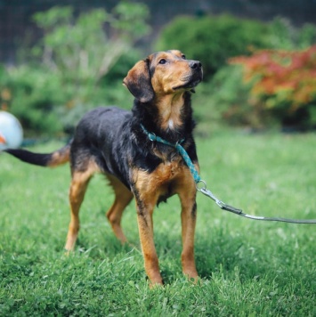 Собаки в добрые руки - Кэтти - 4