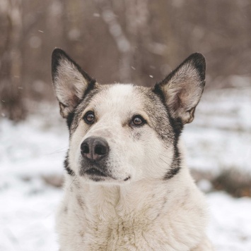 Собаки в добрые руки - Сёма