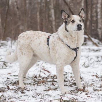 Собаки в добрые руки - Сёма - 1