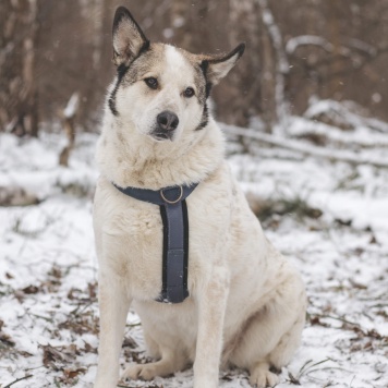 Собаки в добрые руки - Сёма - 2