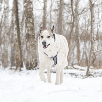 Собаки в добрые руки - Сёма - 3