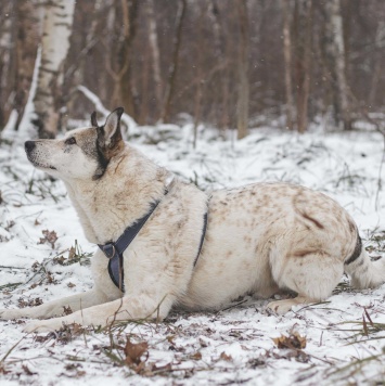 Собаки в добрые руки - Сёма - 4