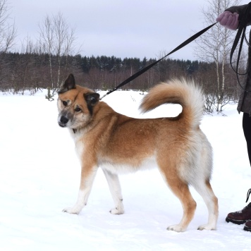 Собаки в добрые руки - Челси - 3