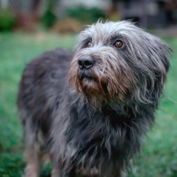 Собаки в добрые руки - Айна - 1